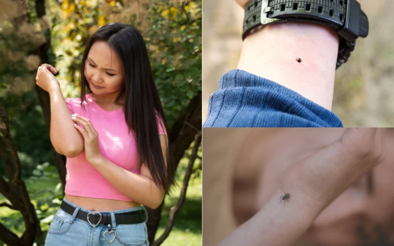 Don’t Skip the Tick Check - Coral Health